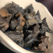Load image into Gallery viewer, Devil's Pod, Bat Nut (Protection UnHex, Get Away)
