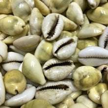 Load image into Gallery viewer, Cowrie Shells (Fertility, Birth, Sexuality, Menstruation, Divination)
