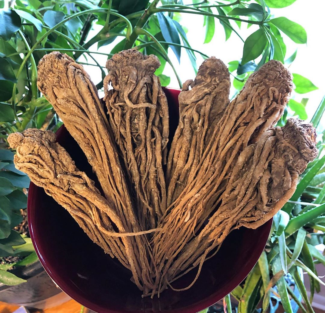 Master Root (Strength, Courage, Protection) – The Divine Key by ...